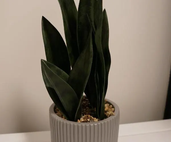 דירה Podzamcze No 1